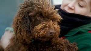 This week, we follow the story of the show’s 100th dog, a terrified Cockapoo. Will she find the courage to open her heart? 