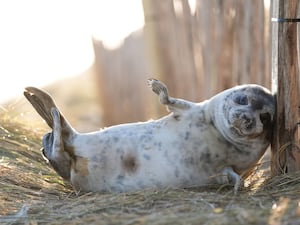 A young grey seal scratches against a post in the dunes at Horsey in Norfolk, as the pupping season draws to a close at one the UK's most important sites for the mammals