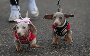 Ears were flapping on a windy walk for sausage dogs in Shrewsbury