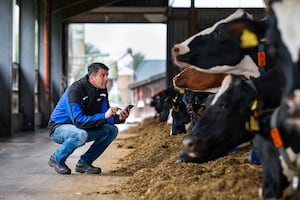 Behaviour analysis tags are used to collect important cow data to help make on farm decisions.