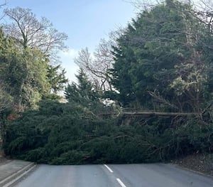 Fallen trees around Shropshire. Photo: Shropshire Council