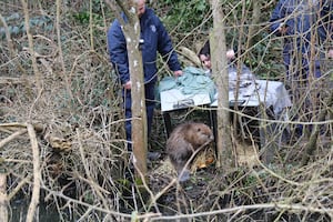 A male Eurasian beaver is released at the Old River Bed. Picture: Shropshire Wildlife Trust