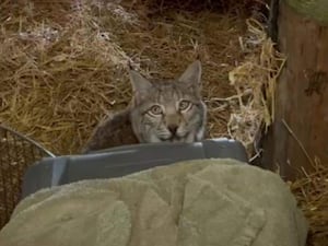 One of the two Lynx, which were successfully captured in the Cairngorms National Park, exploring their new home