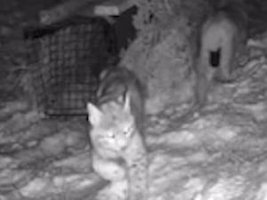 Lynx captured in the Highlands