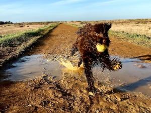 Shelina Duke says that the popular cockapoo breed is often misunderstood - Animal News Agency 