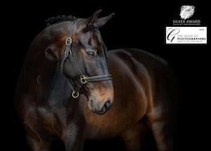 'Casanova's Valentine' which was also awarded a Silver Award, and has been selected for Equine Image of the Year