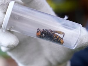 A dead giant hornet in a test tube