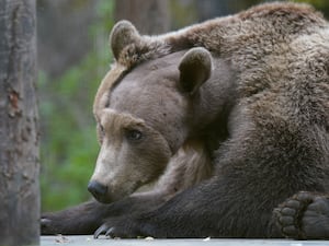 Boki in his enclosure at the Wildwood Trust