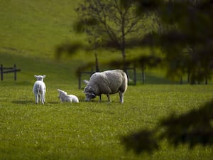 A sheep with some lambs in a field