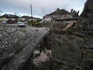 A fallen tree which crashed through the wall of Phoenix Park and on to Blackhorse Avenue in Dublin