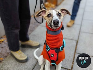 A Christmas Whippet waiting for the all breeds session!