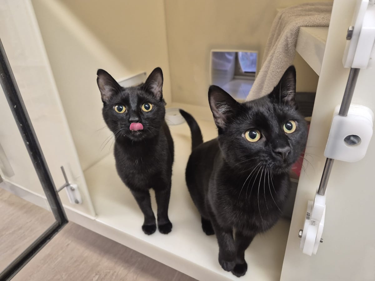 Meet two beautiful black cats and a rabbit called Dave the Magical ...