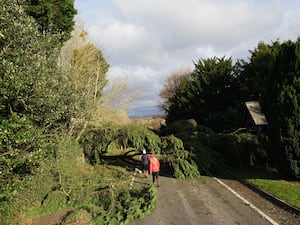 A fallen tree in Swainshill, Herefordshire, after Storm Darragh hit the UK and Ireland