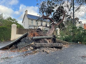 A fallen tree on Cyprus Avenue, east Belfast