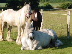 Stolen horses