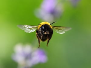 A bee in flight with lavender plants behind