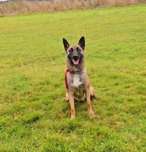 Lexi, a 17-month-old Belgian Malinois. Photo: Donna Griffiths