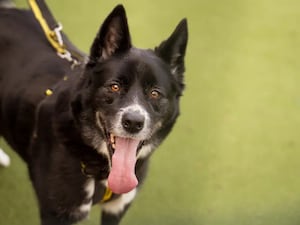 Jake. Photo: Dogs Trust