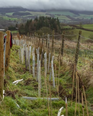 A traditional field hedge was planted to help protect nature and wildlife in Powys during a volunteers’ day overseen by Mid Wales based non-profit organisation Wilba.