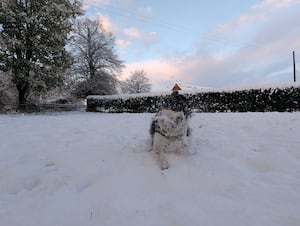 Rosie the Collie in Wrockwardine