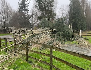 More than 40 trees fell at the Quinta Centre in Weston Rhyn. Picture: The Quinta Centre. 