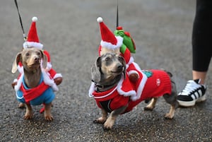 Around 60 dogs took part in the walk in Shrewsbury