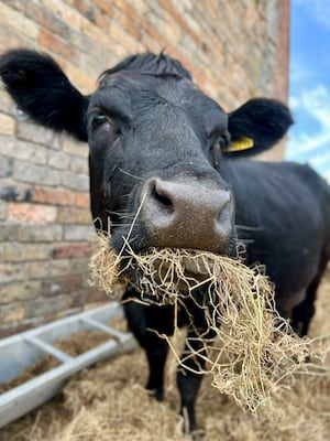 The farm is home to one of the smallest breeds of cow in Europe