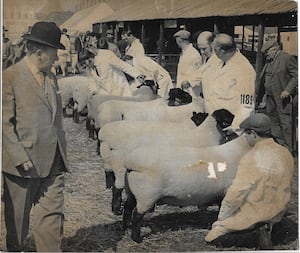 Judging the Suffolk Sheep  