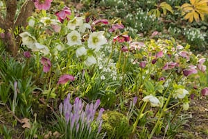 Garden lovers can join gardening guru Monty Don in conversation with Sophie Raworth at 7pm on Thursday, February 20 2025. 