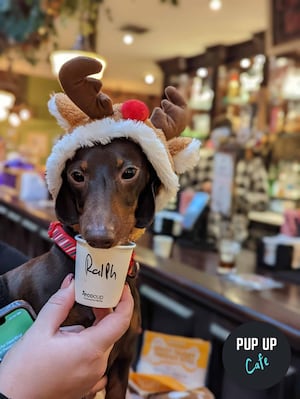 Puppuccino time for Ralph!