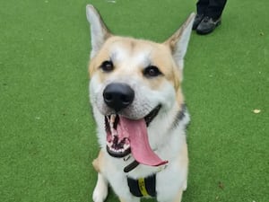 Ben. Photo: Dogs Trust