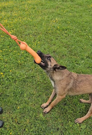 Lexi, a 17-month-old Belgian Malinois. Photo: Donna Griffiths