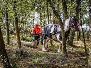 A horse pulls a tree trunk through a forest area