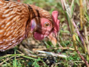 Gatherings of poultry have been banned across Wales, Powys poultry owners have been warned.