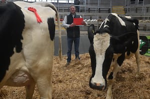 David Hares from Whitchurch area, with a win for two of his cows.