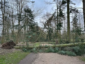 Storm damage at Attingham Park. Several trees have fallen causing a huge clean-up operation. Picture: Gareth Juleff/National Trust.