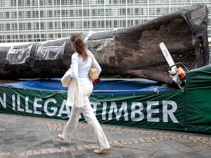 A tree trunk in Brussels, placed in protest against deforestation