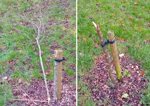 8 trees have been damaged in the recent bout of vandalism at the Covid memorial woodland in Newport