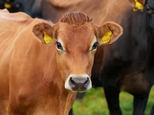 Dairy cows on Cotehill farm in Cumbria