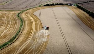 A combine harvester gathering in a crop of corn 