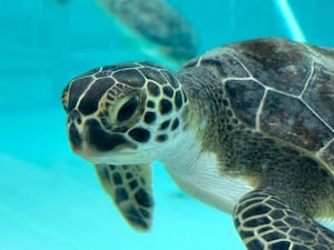 A green sea turtle being treated for cold stunning swimming in a tank at Loggerhead Marinelife Centre