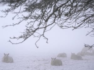 Sheep in a snowy field in County Kildare (PA)