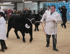 Edward Jones of Radnor Hills Heartsease Farm near Knighton with Molly, the 21 month old Welsh black heifer. She came 4th in the competition and Edward’s daughter Alice was also showing a baby in a Young Farmers Club competition and two steers.