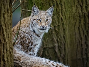 A lynx climbing into a tree in Bear Wood at Wild Place Project, Bristol (Ben Birchall/PA)