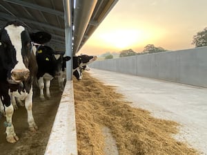 An ambitious plan to stamp out cases of lameness on British dairy farms over the next 20 years has been published.