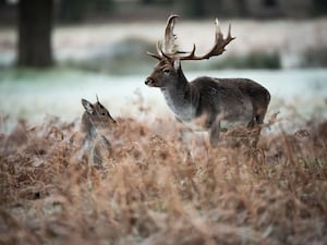 Deer graze in the frost in Bushy Park, London