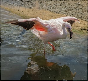 Stephen Haycock took fifth with Andean Flamingo