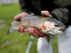 A new study has found omega-3 which is found in oily fish could help motor neurone disease patients (PA)