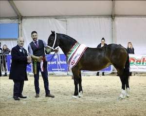 Supreme Horse Champion: Coedwigddu Princess Rosia, a Section D Welsh Cob, from S. James of Brynlluan, Carmarthenshire and handled by Gareth Lapping.