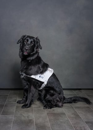 Jazz, a black German Shepherd x Golden Retriever, is now a qualified working guide dog